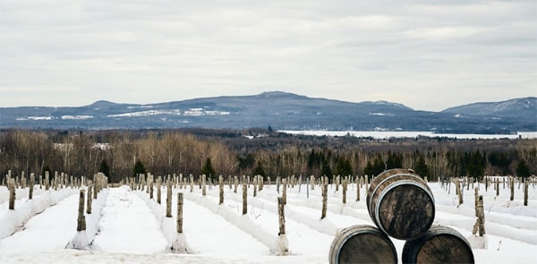 vignoble au québec