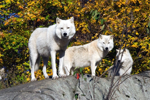 loup parc omega