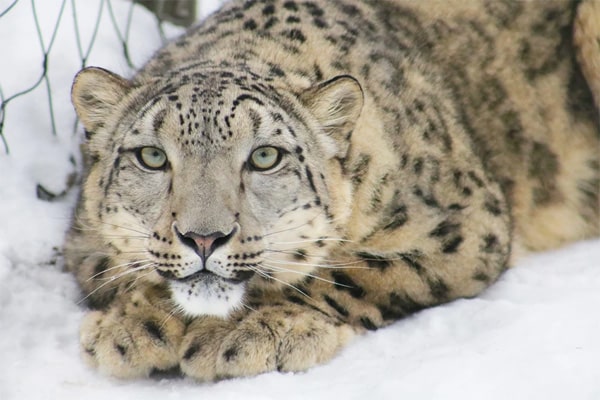 leopard zoo de granby