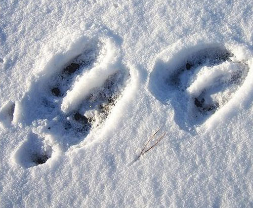 Le lapin ou lièvre d'empreintes de pas dans la neige, les pistes de lapin  sont l'un des plus couramment observés après la neige. Les Lapins aussi ont  des petits orteils ronde et