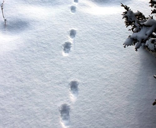 Comment reconnaître les traces d'animaux dans la neige ? — Chilowé - Média