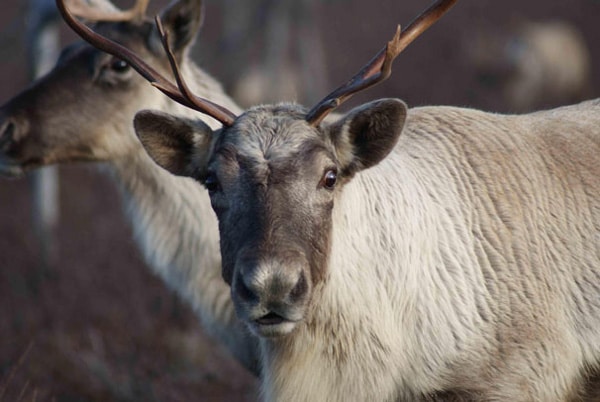 caribou